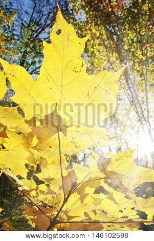 Sun Rays Shine Among Yellowed Maple Leaves In Autumn Forest. Young Trees In The Wild Forest