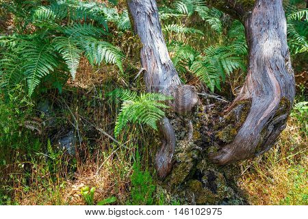 Trees in Laurel Forest in Madeira Island Portugal