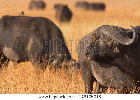 Male buffalo with oxpecker on its nose. Shot at sunset in Masai Mara Kenya. Looking away.