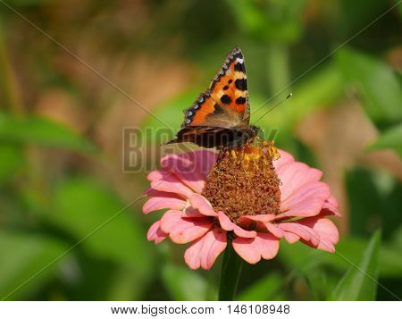 Butterfly sucking the nectar out of a flower