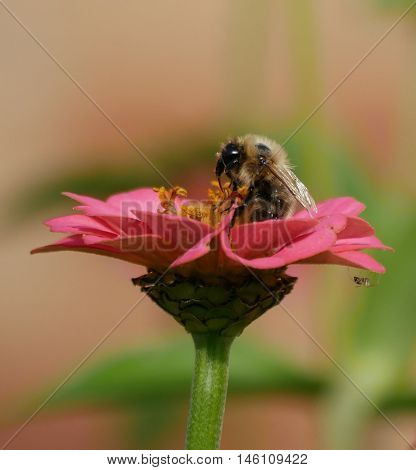 Bee preparing to fly off from a flower