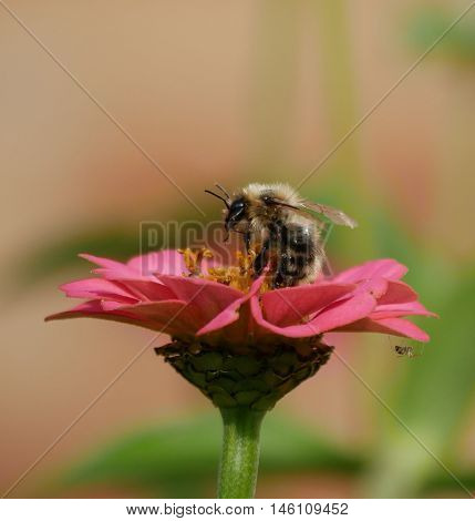 Bee preparing to fly off from a flower