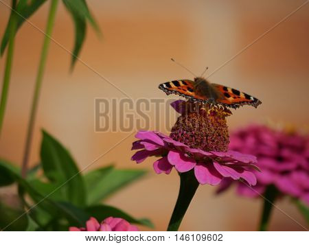 Butterfly landed on a flower and sucking the nectar