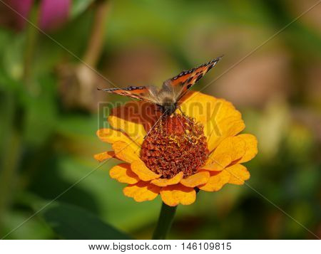 Butterfly landed on a flower and sucking the nectar
