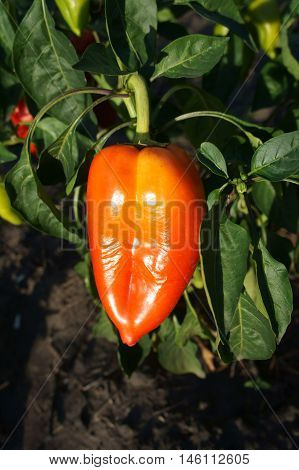 Orange Bell Pepper on the vine .