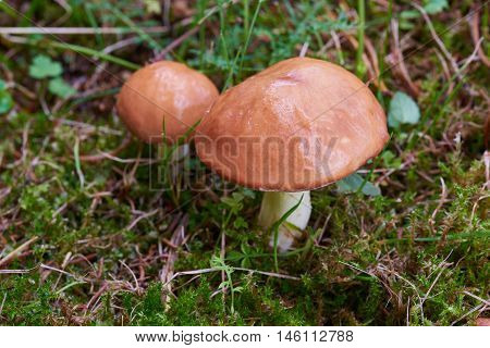 A group of edible forest mushrooms (Suillus luteus)
