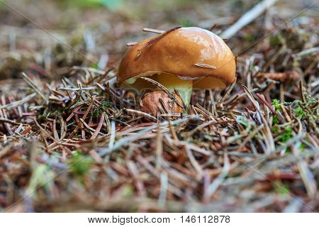 A group of edible forest mushrooms (Suillus luteus)