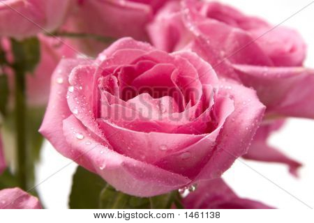 Rosa Rose Close-up 