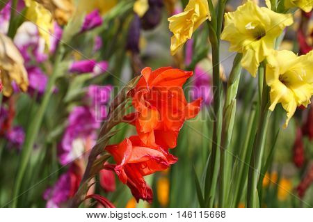 Flowers of the garden gladiolus (Gladiolus x hortulanus)