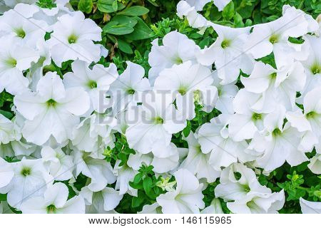 Floral background of copious quantities of blooming white Petunia flowers