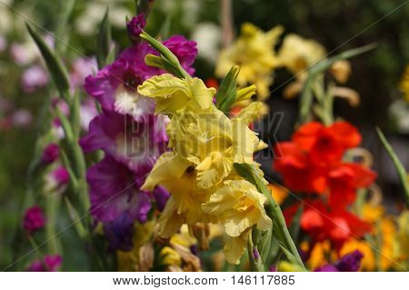 Flowers of the garden gladiolus (Gladiolus x hortulanus)
