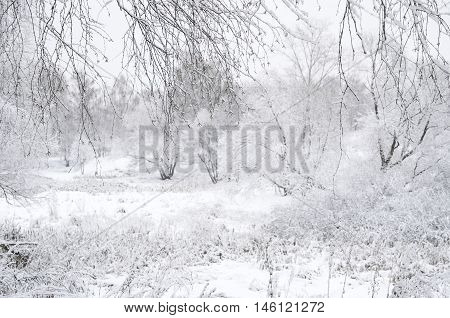 Blurred Winter Landscape