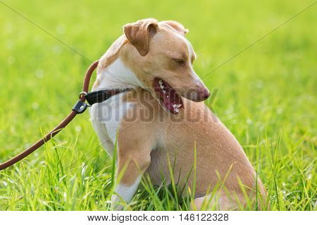 Portrait Of A Dog At The Leash