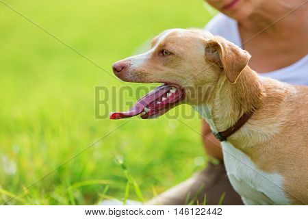 Portrait Of A Dog With A Woman