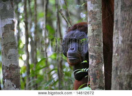 オランウータンのオス。