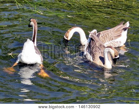 The Chinese Swan Goose on Lake Ontario in Toronto Canada August 30 2016