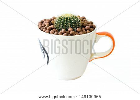 Small Cactus In A Cup Of Chicken Pattern