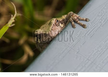 Small four toed frog on shutter in yard.