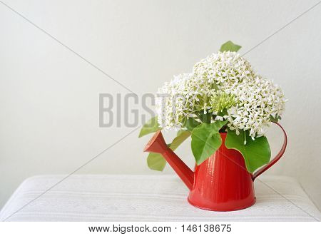 bouquets of Siamese white ixora in small red watering, white flower in vase decorate a tabletop, Thai herb, copy space