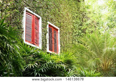 A window in a stone house surrounded by the leaves of the climbing plant Ivy, which also covers the walls.