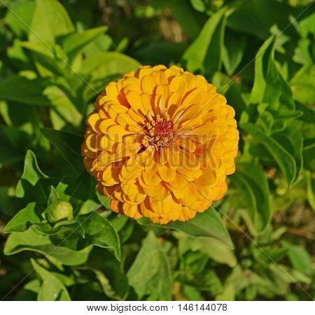 Yellow  Zinnia  Flower