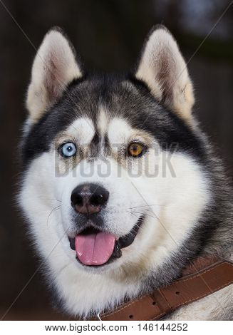 Siberian Husky with blue eyes portret in the forest