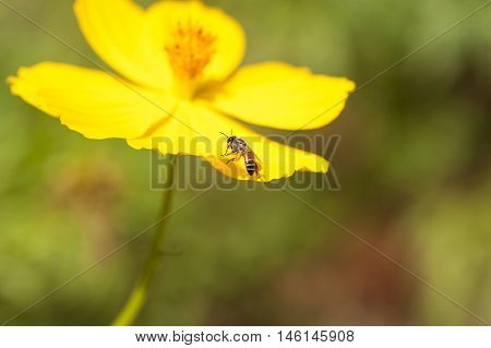 Yellow Flowers Showing Stamen And Petal Cell Structure And Design, Insect Repopulation Using Native