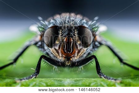 Detail of head of bluebottle fly macro photography