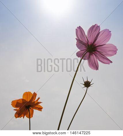 Purple And Pink Flowers Showing Stamen And Petal Cell Structure And Design, Insect Repopulation Usin