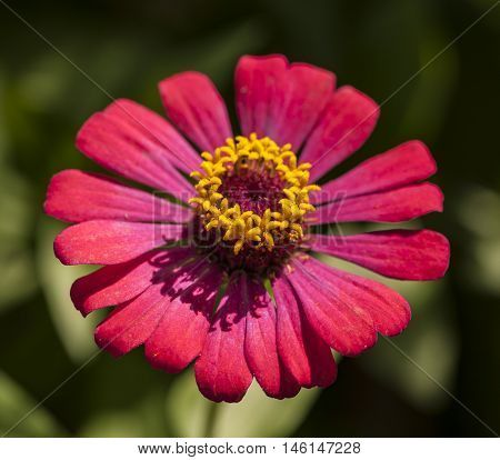 Purple And Pink Flowers Showing Stamen And Petal Cell Structure And Design, Insect Repopulation Usin