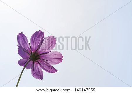 Purple And Pink Flowers Showing Stamen And Petal Cell Structure And Design, Insect Repopulation Usin
