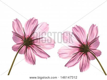 Purple And Pink Flowers Showing Stamen And Petal Cell Structure And Design, Insect Repopulation Usin