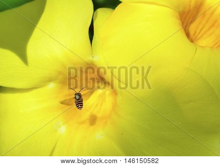 a worker bee in flight looking for pollen