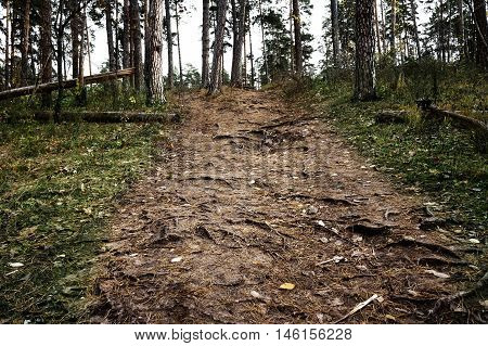 Pine forrest walkway with pine roots, Samara, Russia