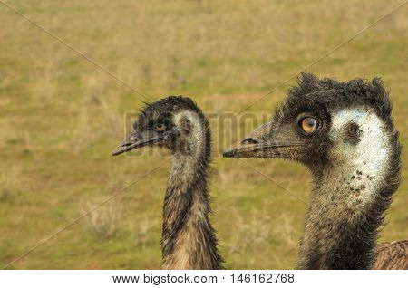 close up photo of two Auistralian emus