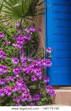 Garden Detail In The South Of France