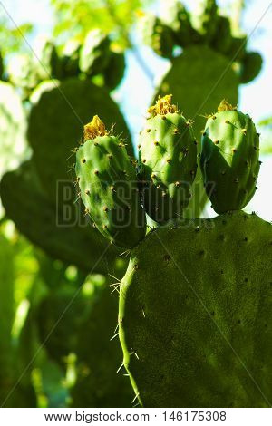 Cactus prickly pear opuntia with unripe fruits