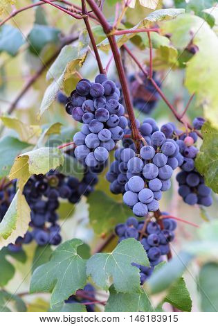 Grape vines at harvest time in Moldova