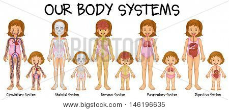 Diagram showing different body systmes illustration