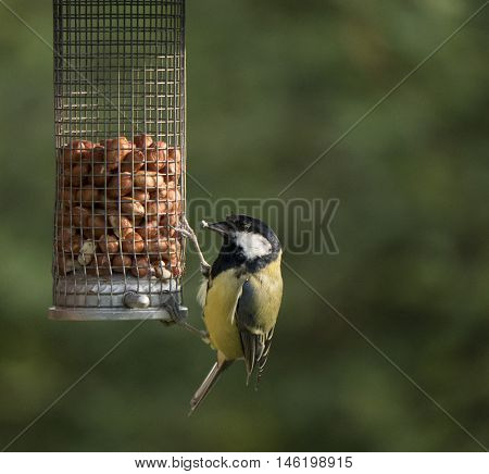 Great tit eating nuts from a feeder