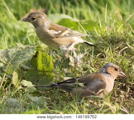 Brids eating nuts from a meadow floor