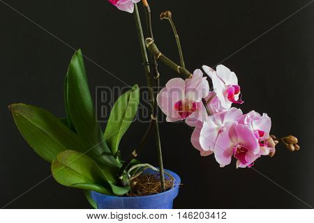 blooming pink orchid with leaves on a black background
