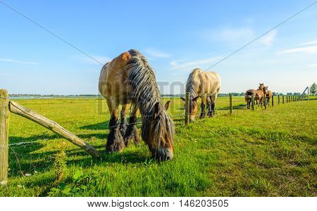 The grass is always greener on the other side of the fence. Large Belgian horse is eating grass at the other side of the fence.