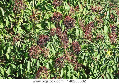 Elderberry On Branch