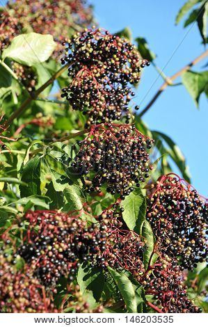 Elderberry On Branch