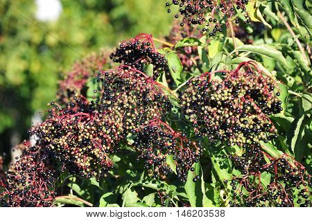 Elderberry On Branch