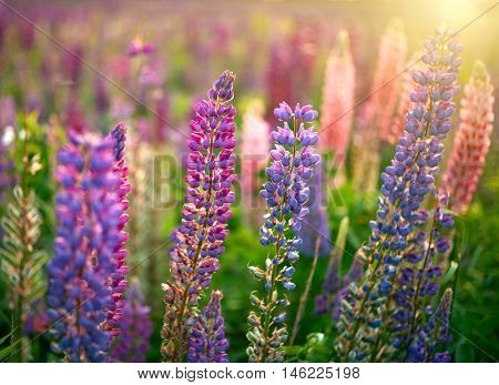 Lupine Flowers background. Field of Lupines flowers in sunset lights