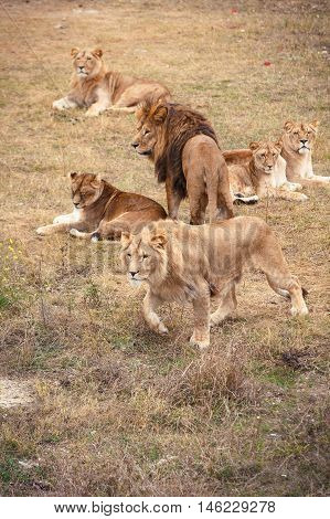 Family of lions resting in a forest
