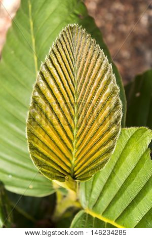 Green Leaf Texture, Norther Of Thailand. (dipterocarpus Alatus)
