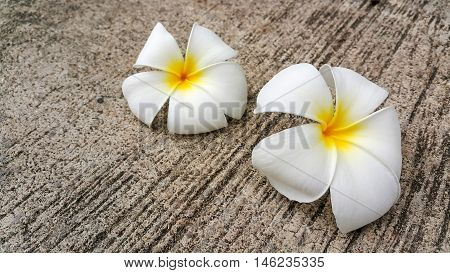 white frangipani tropical flower, plumeria flower blooming on tree, spa flower